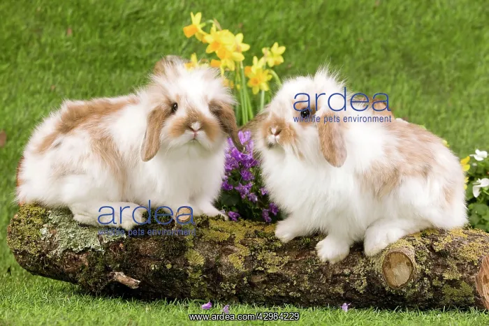 : Dwarf Lop Rabbit : Dwarf Lop Rabbit