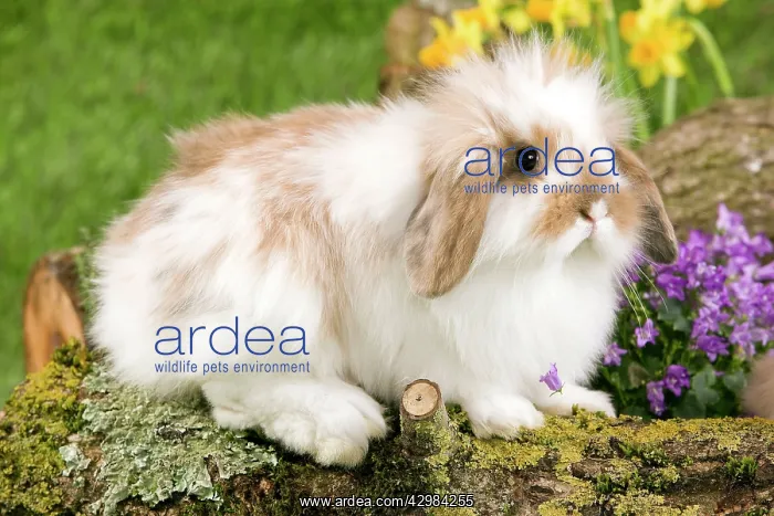 : Dwarf Lop Rabbit : Dwarf Lop Rabbit