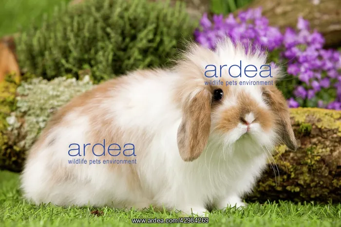 : Dwarf Lop Rabbit