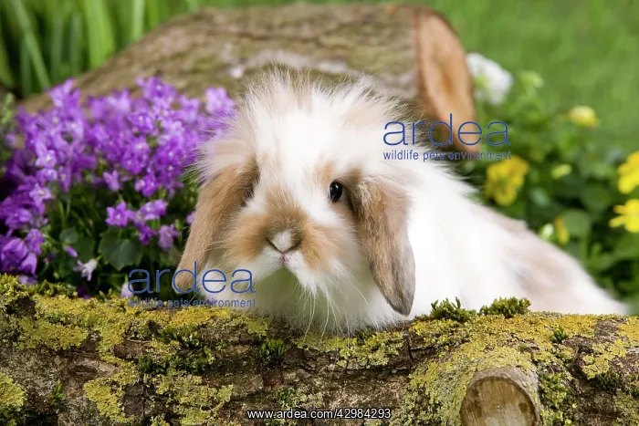 : Dwarf Lop Rabbit : Dwarf Lop Rabbit
