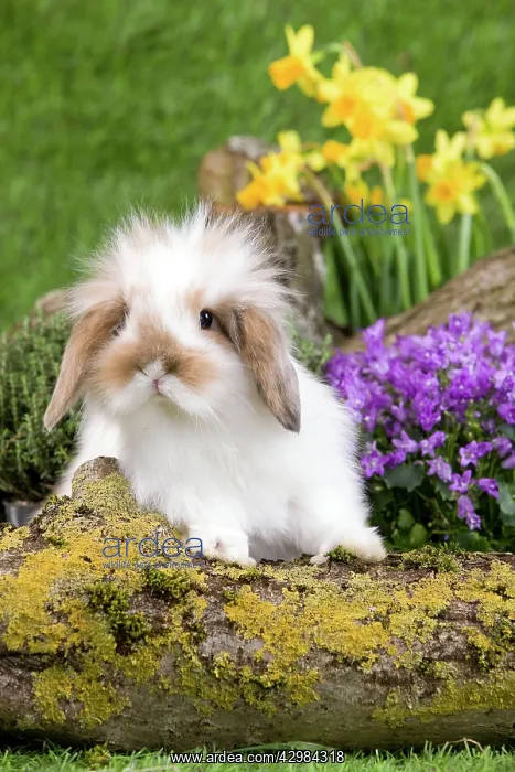  : Dwarf Lop Rabbit