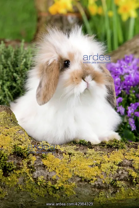  : Dwarf Lop Rabbit
