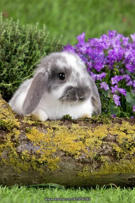  : Dwarf Lop Rabbit