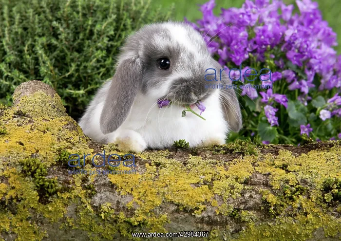 : Dwarf Lop Rabbit : Dwarf Lop Rabbit