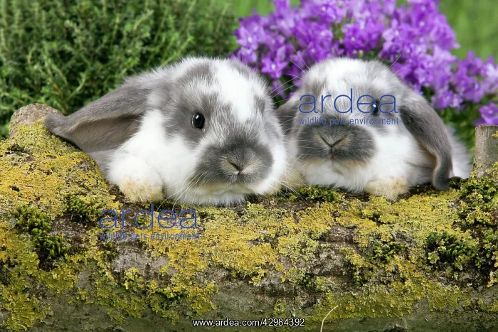  : Dwarf Lop Rabbit