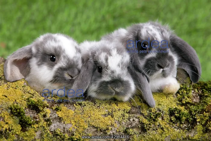 : Dwarf Lop Rabbit : Dwarf Lop Rabbit