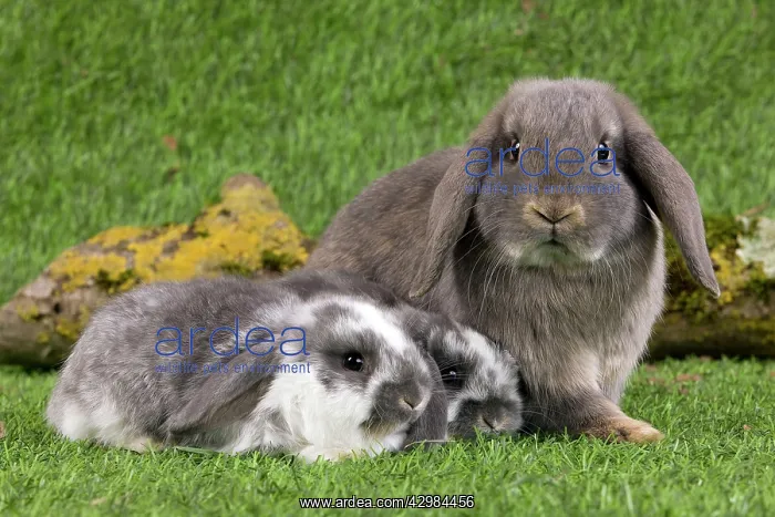 : Dwarf Lop Rabbit : Dwarf Lop Rabbit