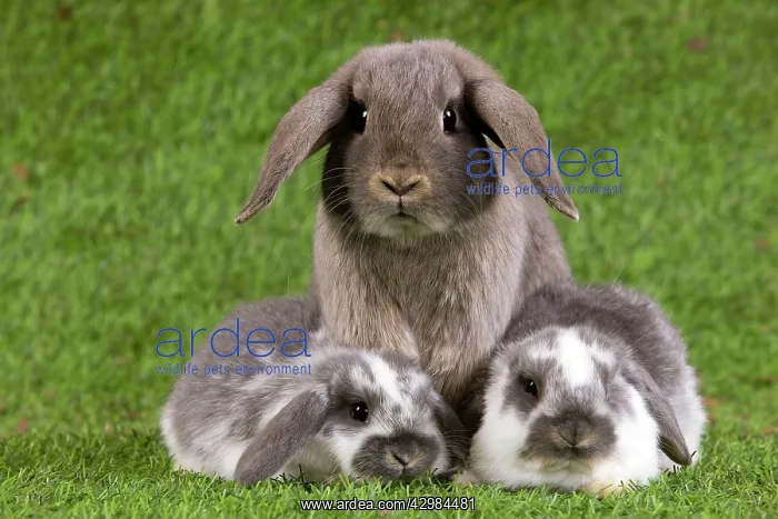: Dwarf Lop Rabbit : Dwarf Lop Rabbit