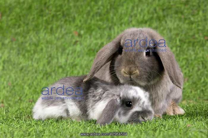 : Dwarf Lop Rabbit : Dwarf Lop Rabbit