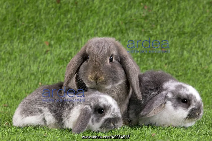 : Dwarf Lop Rabbit : Dwarf Lop Rabbit
