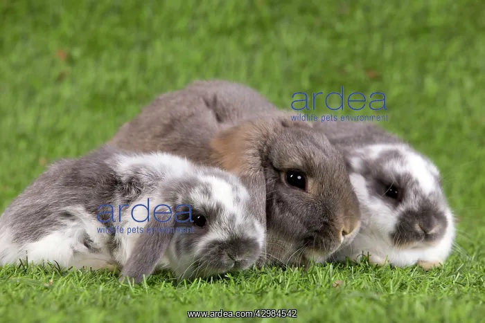 : Dwarf Lop Rabbit : Dwarf Lop Rabbit