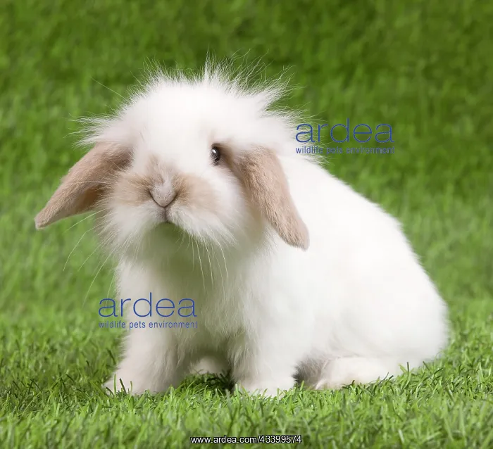  : Dwarf Lop Rabbit