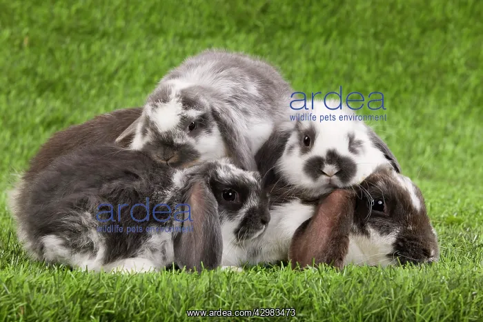 : Dwarf Lop Rabbit - adult & young : Dwarf Lop Rabbit - adult & young