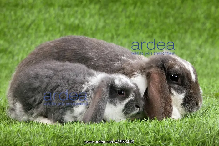 : Dwarf Lop Rabbit - adult & young : Dwarf Lop Rabbit - adult & young