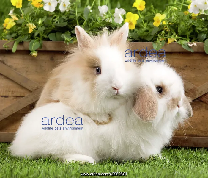 : Dwarf Lop Rabbit & Dwarf Rabbit : Dwarf Lop Rabbit & Dwarf Rabbit