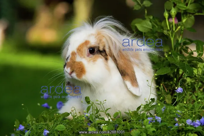 : Dwarf lop rabbit - in garden : Dwarf lop rabbit - in garden