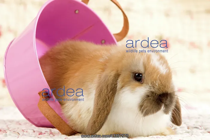  : Dwarf Lop Rabbit - in pink bucket