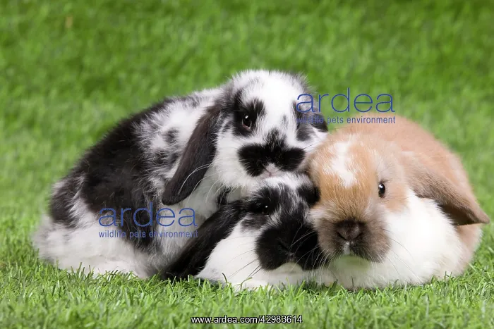 : Dwarf Lop Rabbits