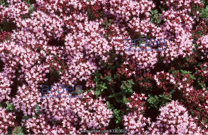 : DWARF MARJORAM - good for bees & other insects : DWARF MARJORAM - good for bees & other insects
