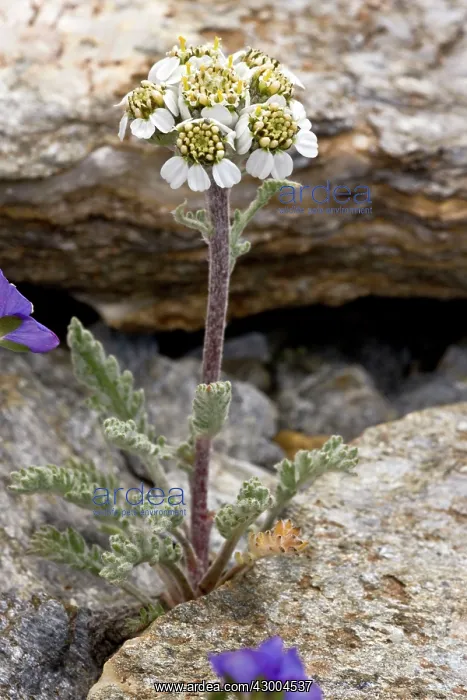 : Dwarf Milfoil / Dwarf Yarrow - in flower : Dwarf Milfoil / Dwarf Yarrow - in flower