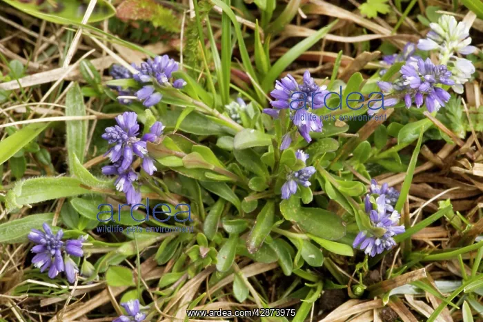 : Dwarf milkwort - on limestone grassland : Dwarf milkwort - on limestone grassland