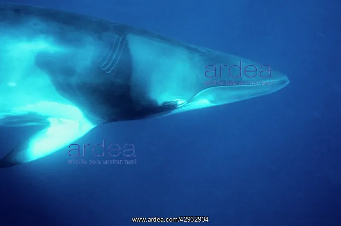 : Dwarf minke whale (Balaenoptera acutorostrata) : Dwarf minke whale (Balaenoptera acutorostrata)