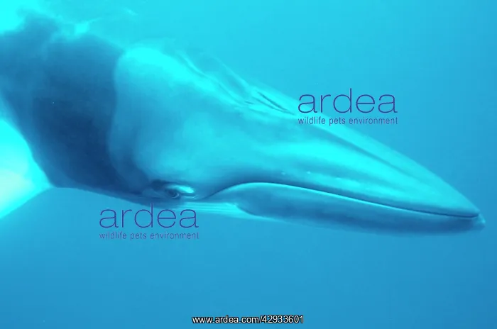 : Dwarf minke whale (Balaenoptera acutorostrata) : Dwarf minke whale (Balaenoptera acutorostrata)