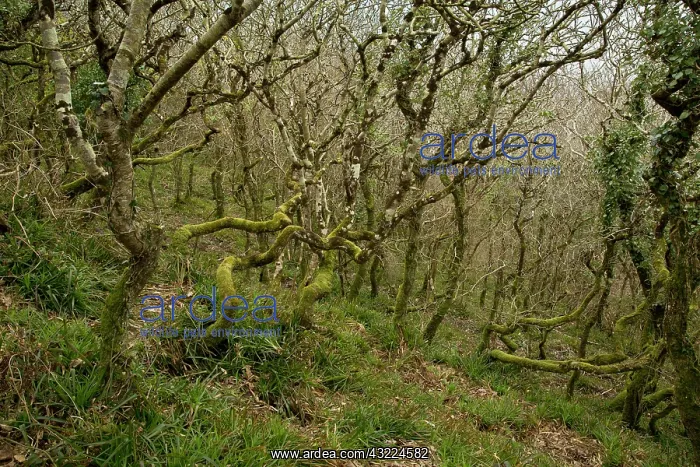 : Dwarf mixed oak woodland at Dizzard - in the Boscastle : Dwarf mixed oak woodland at Dizzard - in the Boscastle