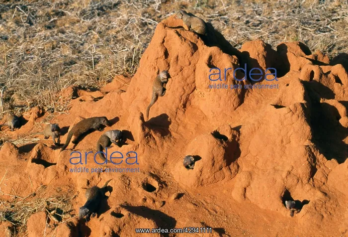 : DWARF MONGEESE - in termite nest : DWARF MONGEESE - in termite nest