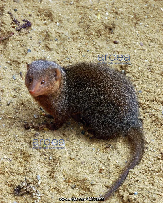 : Dwarf Mongoose : Dwarf Mongoose