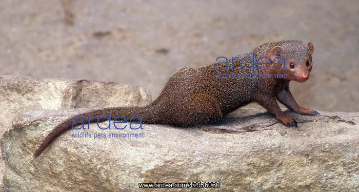 : Dwarf Mongoose : Dwarf Mongoose