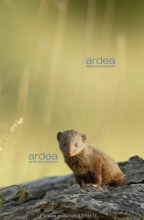 : Dwarf Mongoose : Dwarf Mongoose