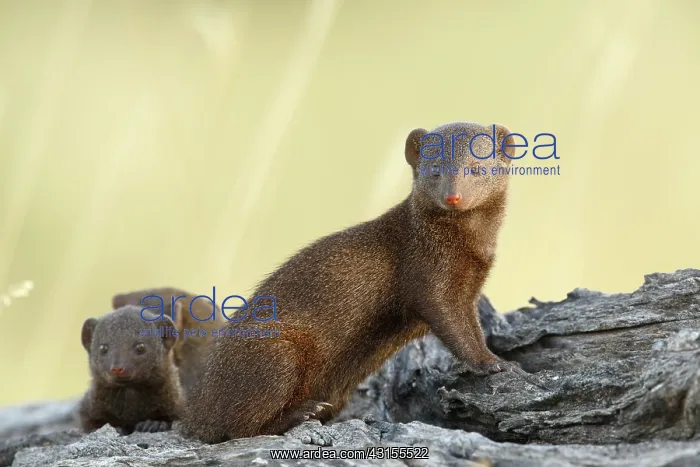 : Dwarf Mongoose : Dwarf Mongoose