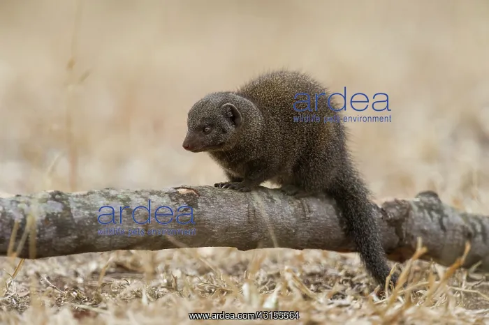 : Dwarf Mongoose : Dwarf Mongoose