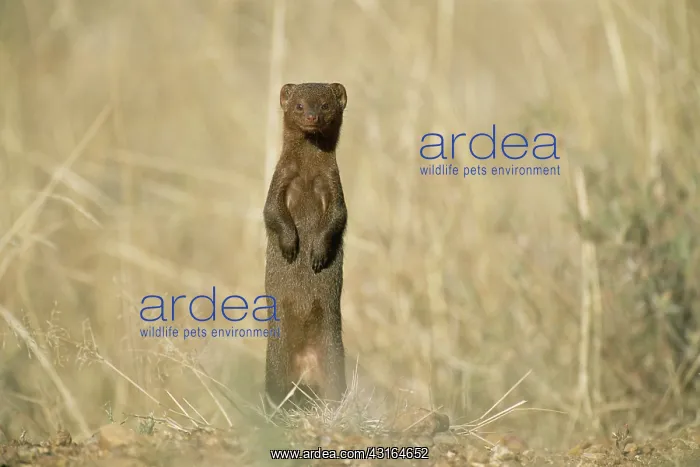 : Dwarf Mongoose : Dwarf Mongoose