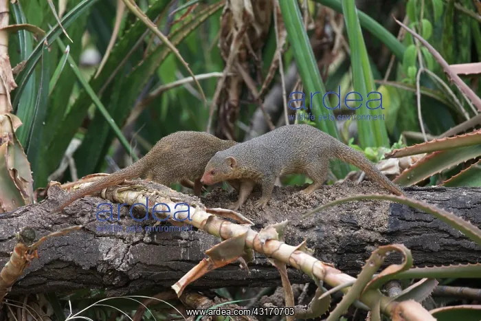 : Dwarf Mongoose : Dwarf Mongoose
