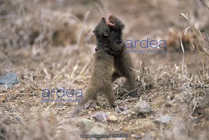 : Dwarf Mongoose fight - Probably a resident male : Dwarf Mongoose fight - Probably a resident male