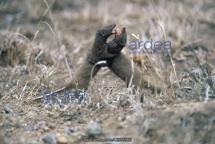  : Dwarf Mongoose fight - Probably a resident male
