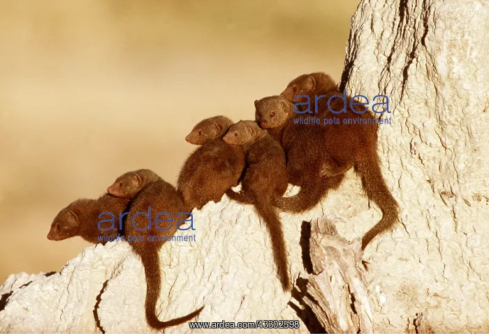  : Dwarf MONGOOSE - group, sunbathing