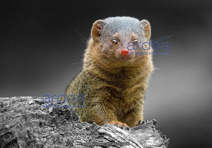 : Dwarf mongoose (Helogale parvula) : Dwarf mongoose (Helogale parvula)