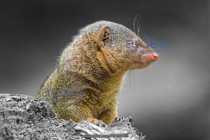: Dwarf mongoose (Helogale parvula) : Dwarf mongoose (Helogale parvula)