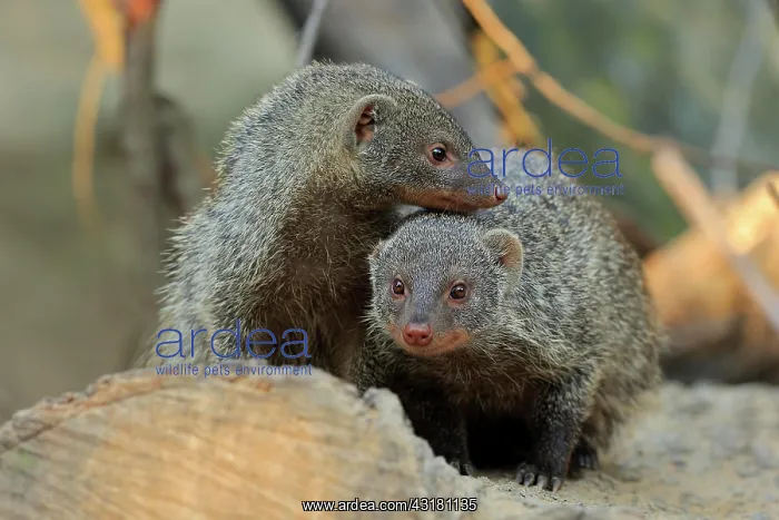 : Dwarf mongoose (Helogale parvula), adult, pair : Dwarf mongoose (Helogale parvula), adult, pair