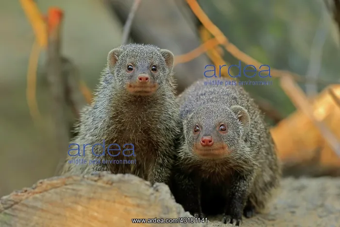 : Dwarf mongoose (Helogale parvula), adult, pair : Dwarf mongoose (Helogale parvula), adult, pair