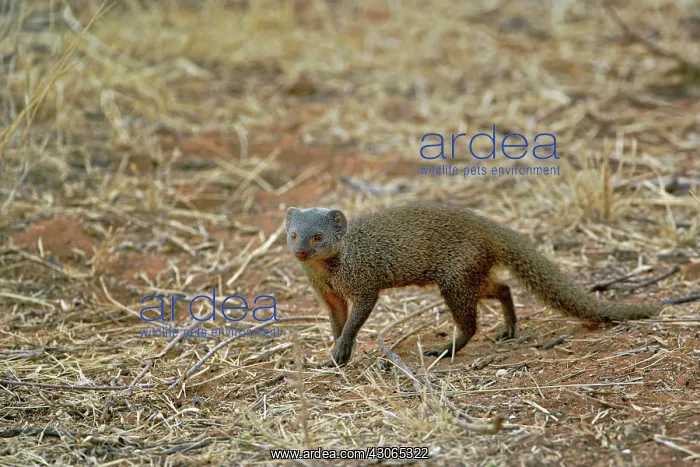 : Dwarf Mongoose, Helogale parvula, Samburu : Dwarf Mongoose, Helogale parvula, Samburu