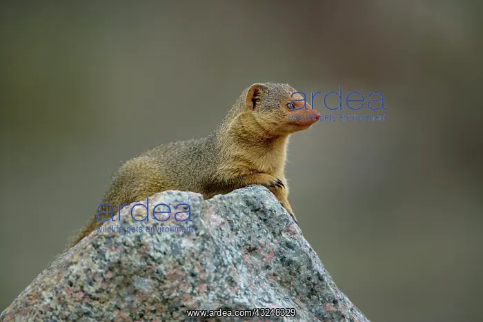 : Dwarf Mongoose, Helogale parvula, Serengeti : Dwarf Mongoose, Helogale parvula, Serengeti