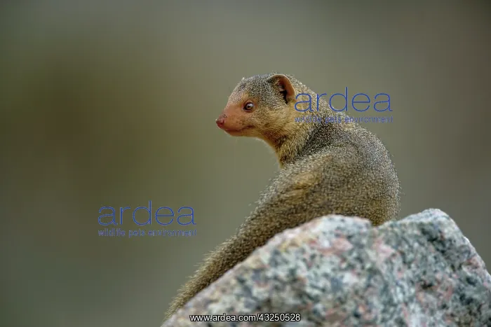 : Dwarf Mongoose, Helogale parvula, Serengeti : Dwarf Mongoose, Helogale parvula, Serengeti