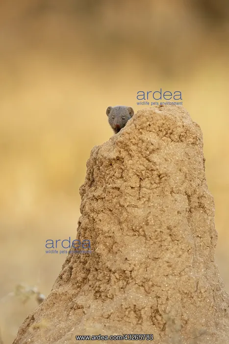 : Dwarf Mongoose (Helogale parvula) sitting on a : Dwarf Mongoose (Helogale parvula) sitting on a