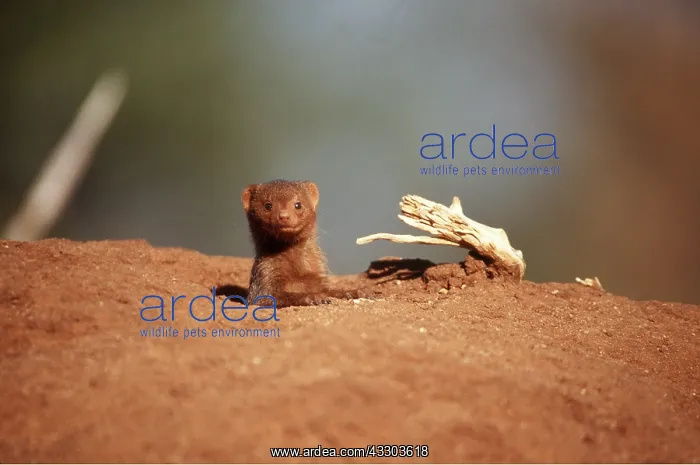 : DWARF MONGOOSE - peeping from hole : DWARF MONGOOSE - peeping from hole