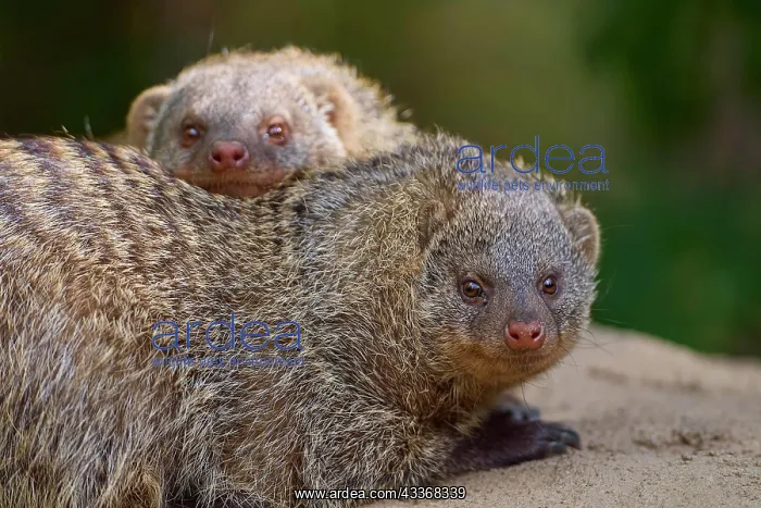 : Dwarf Mongooses (Helogale parvula), two animal, Captive : Dwarf Mongooses (Helogale parvula), two animal, Captive