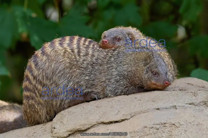 : Dwarf Mongooses (Helogale parvula), two animal, Captive : Dwarf Mongooses (Helogale parvula), two animal, Captive